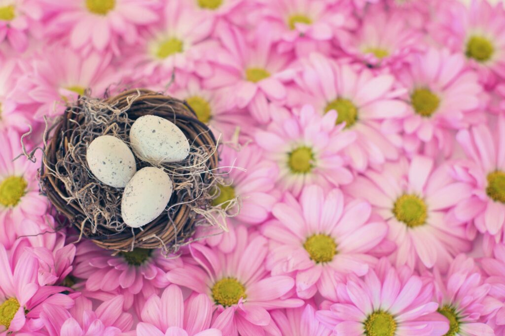 A small nest with 3 eggs in it lies on some pink flowers.